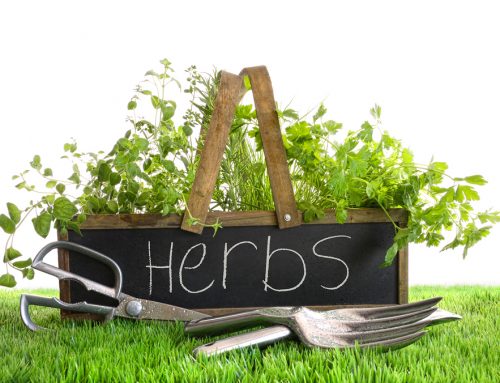 Popular Types Of Herb Gardens