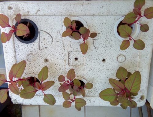 Easy Hydroponics for Beginners