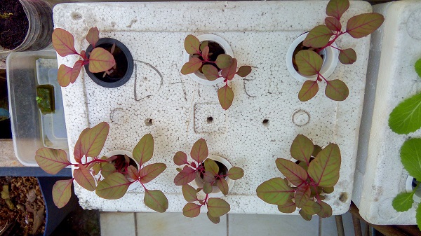 Growing,Hydroponics Wick System