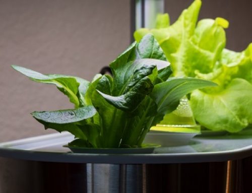 What Can You Grow Using A Hydroponic System?