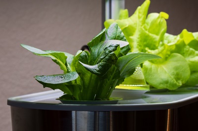 hydroponic lettuce