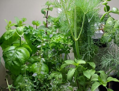 Save Money with a Hydroponic Herb Garden