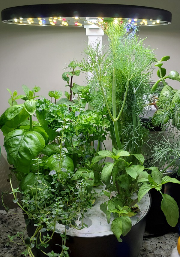 Hydroponic Bench top Herb garden