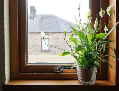 Clean the Air you Breathe with the Beautiful Indoor Peace Lily