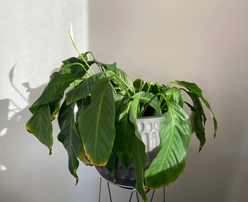 When to Water a Peace Lily