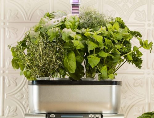 AeroGarden Harvest Review